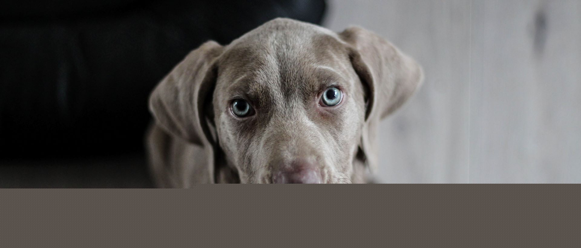 Emotional support animal resting at home