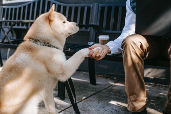 Person sitting with a dog companion